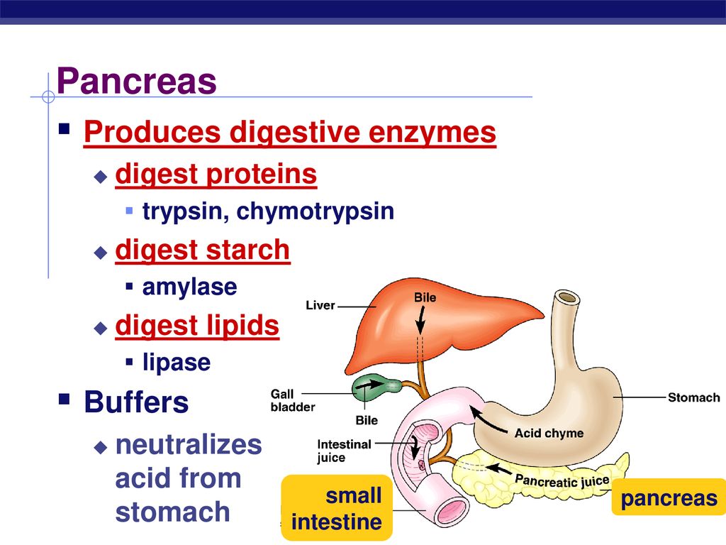 Pancreas Produces digestive enzymes Buffers digest proteins