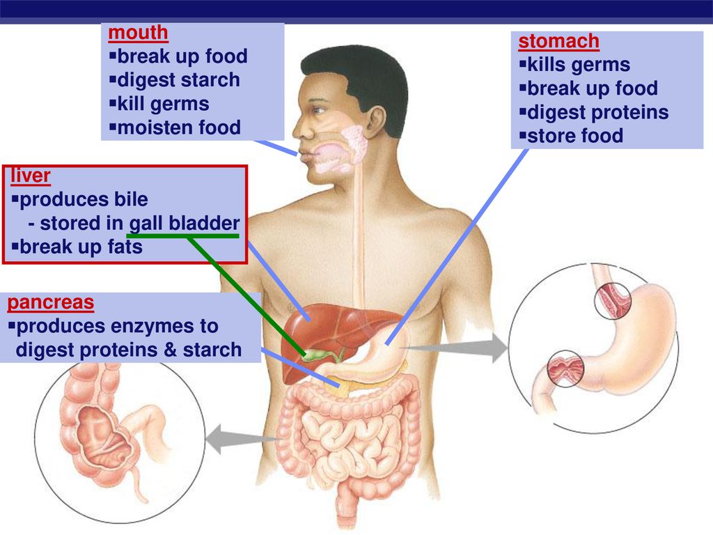 mouth break up food. digest starch. kill germs. moisten food. stomach. kills germs. break up food.