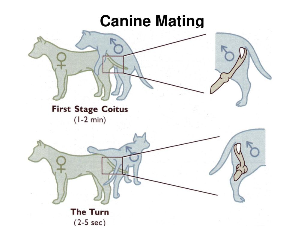 Canine Mating 