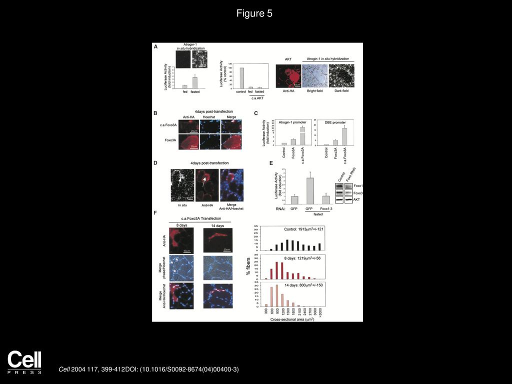 Figure 5 AKT Suppresses and Foxo Stimulates atrogin-1 Expression and Foxo Activation Causes Marked Atrophy of Mouse Muscle Fibers.