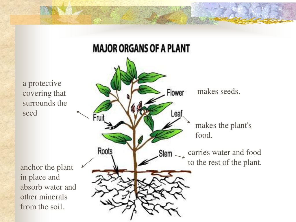Plant structure. Plant Organs. Plants that protect the Plants. Plant planning structure.