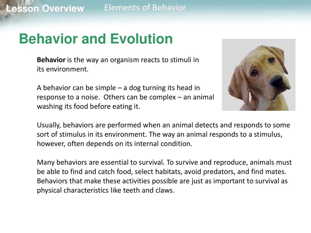 Lesson Overview  Elements of Behavior. - ppt download