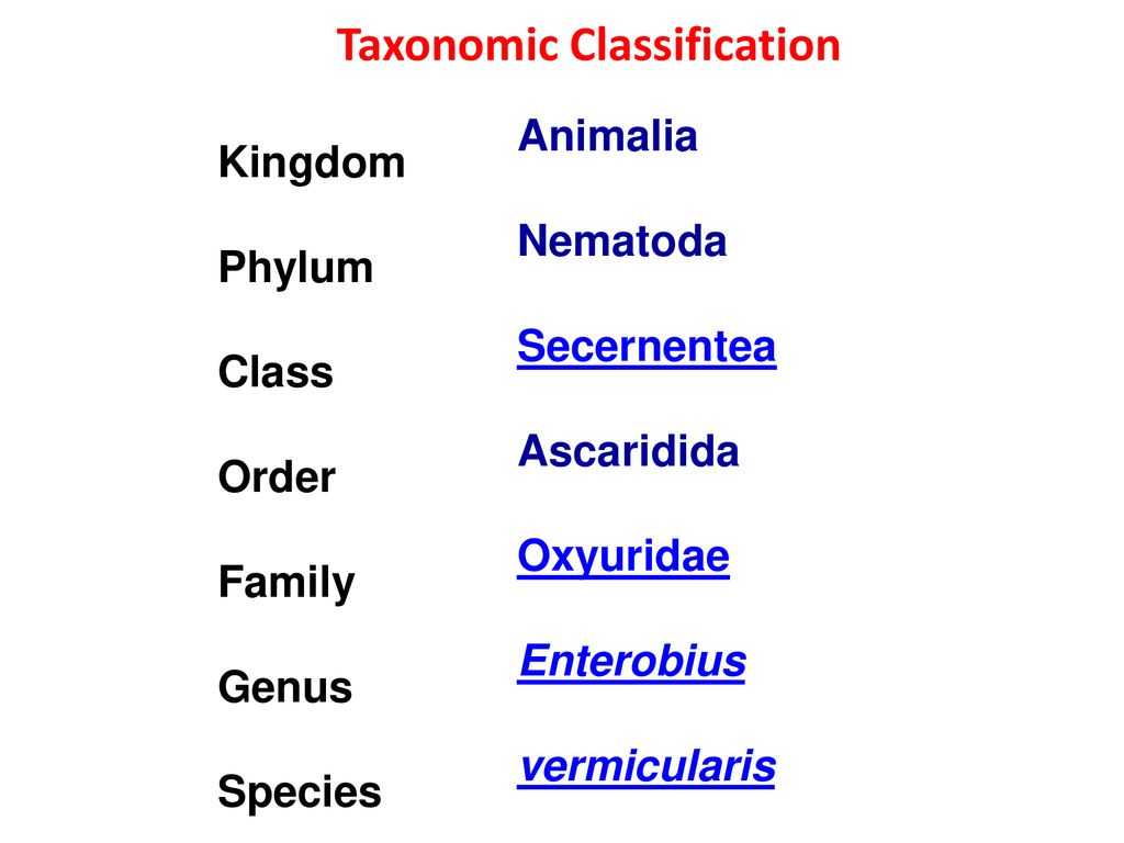 enterobius vermicularis taxonomy)