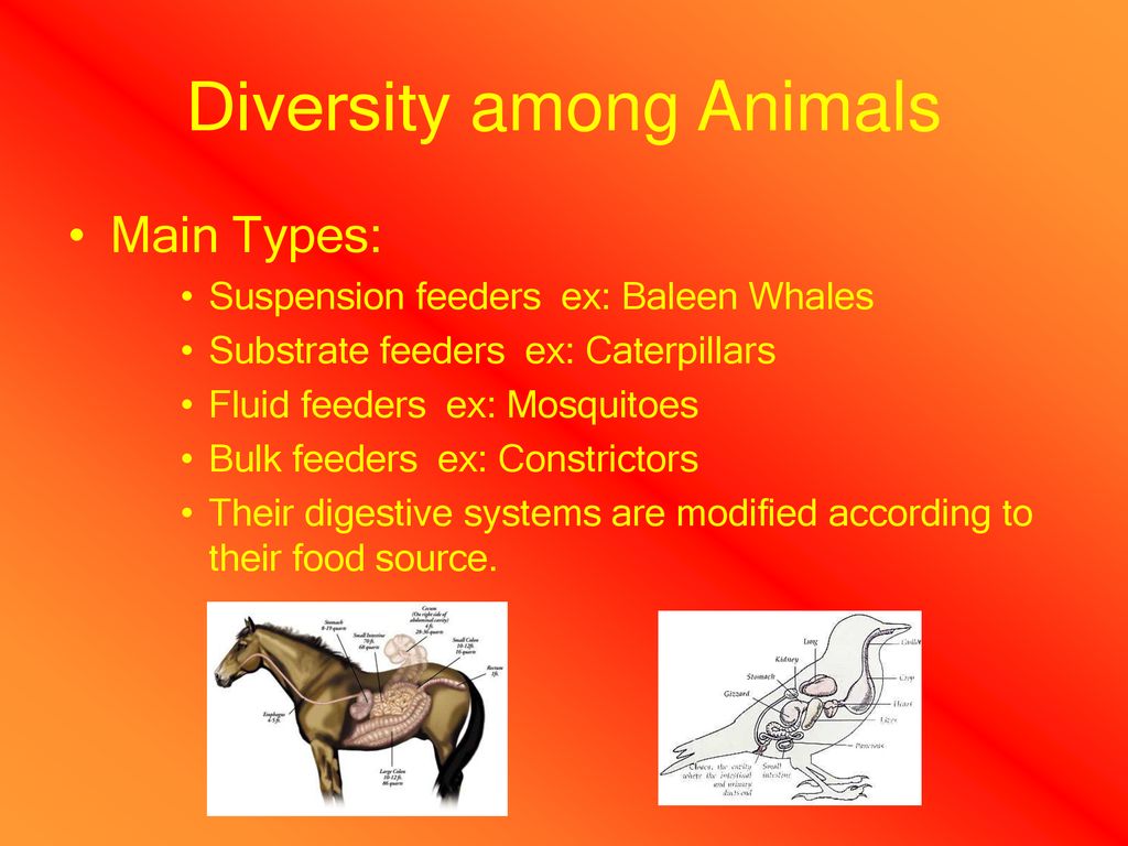 BY: Shelbi, Megan, Bonnie, and Shivali - ppt download