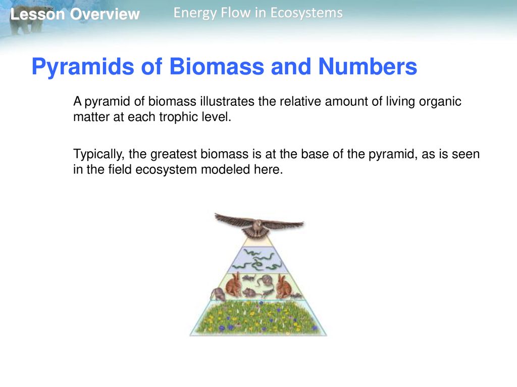 Pyramids of Biomass and Numbers