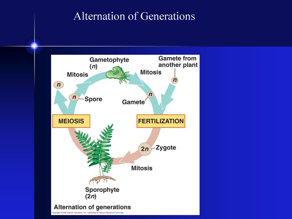 Perfectly proper plants ppt download