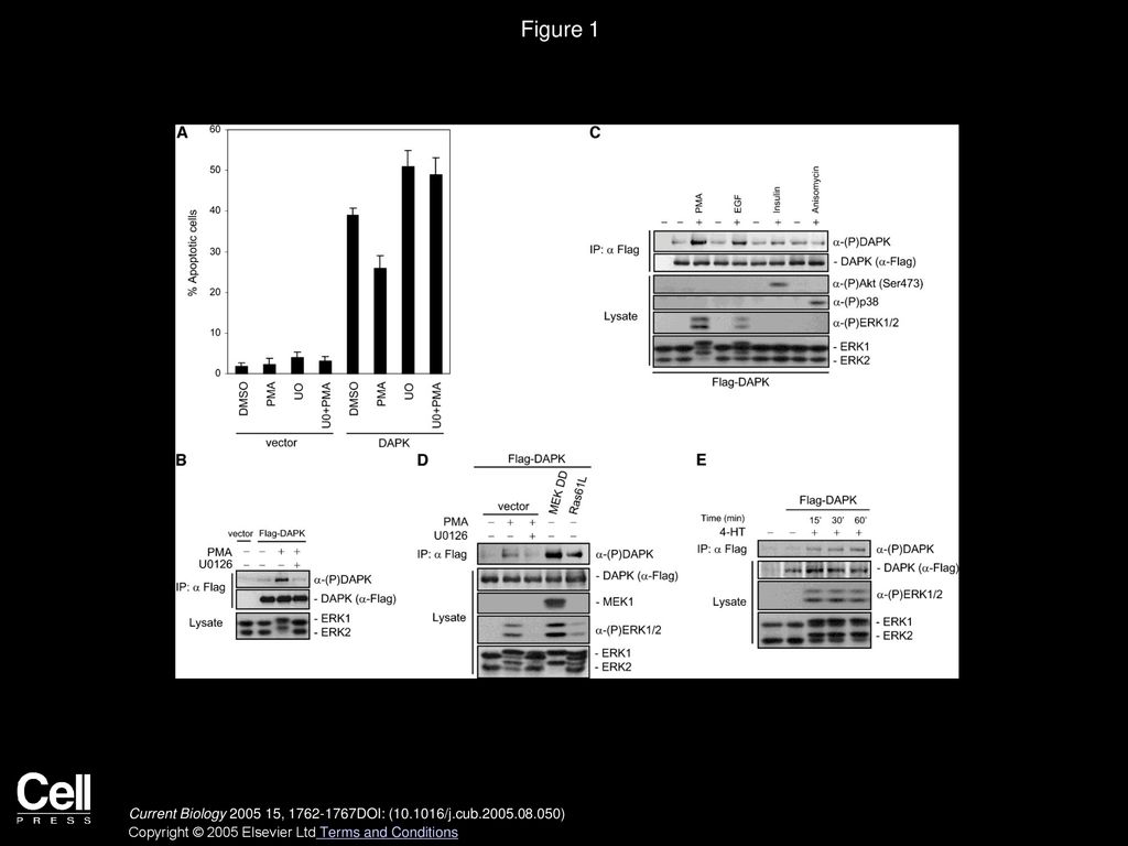Figure 1 Inhibition of Cell Death and Phosphorylation of DAPK by the Activation of Ras-MAPK Pathway.