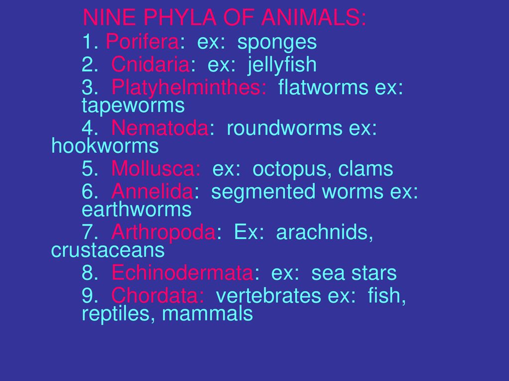 KINGDOM ANIMALIA I. An Overview of Animals A. All are multicellular