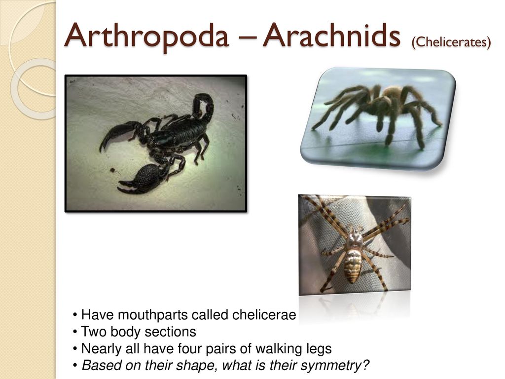 Exoskeleton Hard, tough outer covering that provides framework and