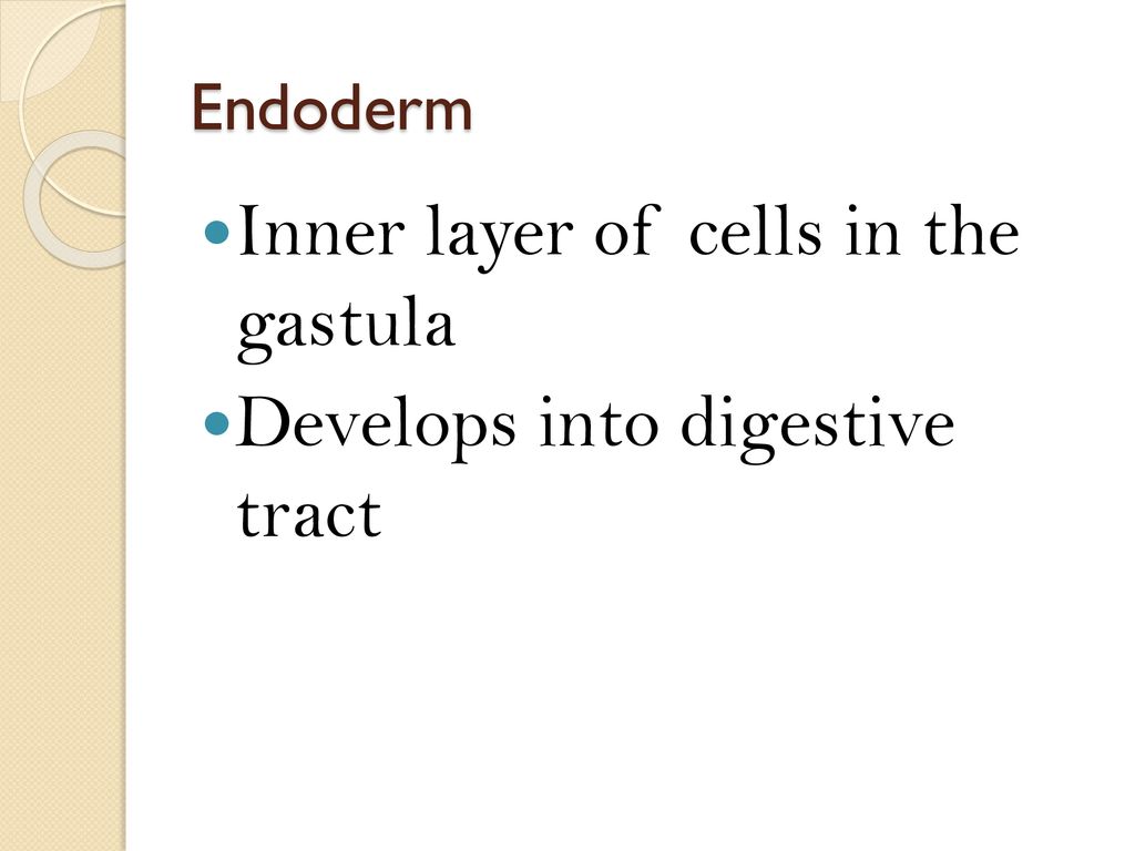 Inner layer of cells in the gastula Develops into digestive tract