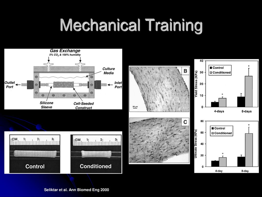Mechanical Training Seliktar et al. Ann Biomed Eng 2000