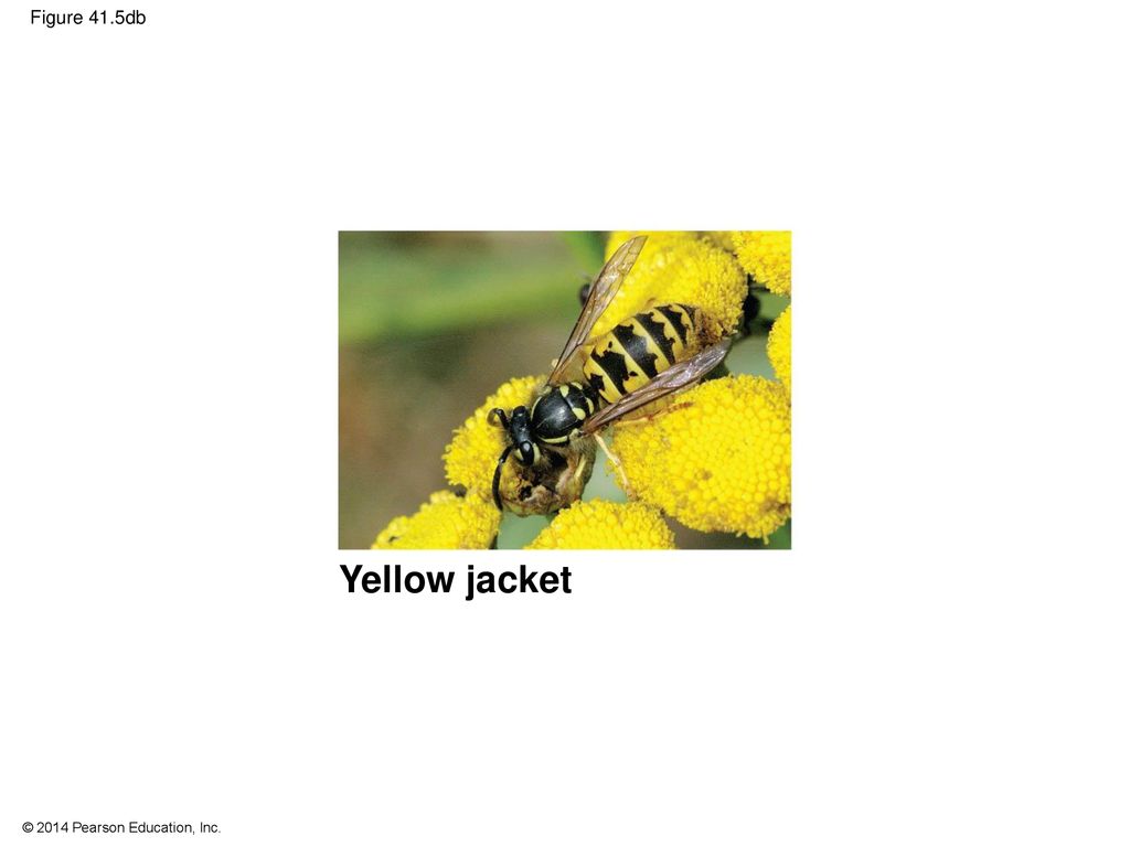 41 Species Interactions. - ppt download