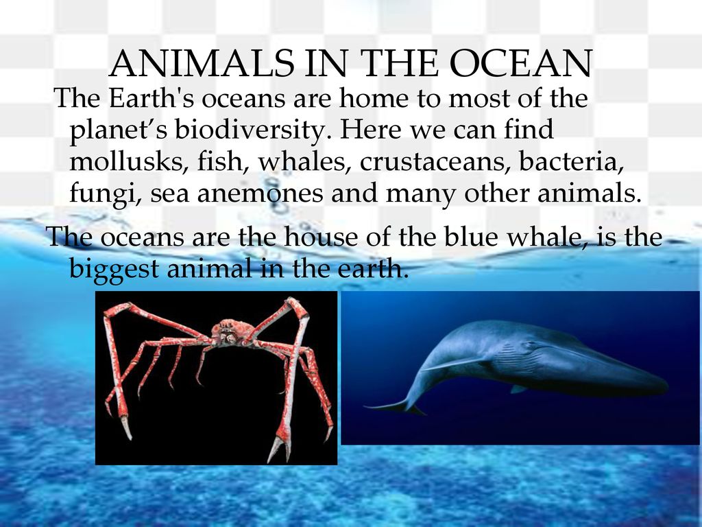 The ocean ppt download