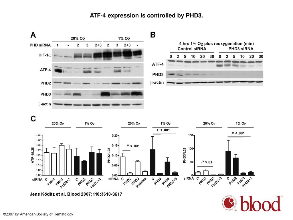 ATF-4 expression is controlled by PHD3.
