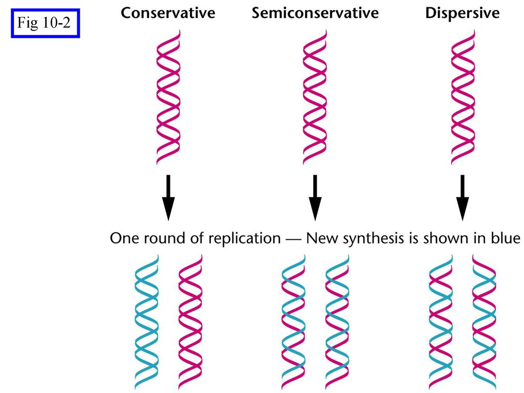 Generalized Model Of Semiconservative Replication Of Dna Ppt Download