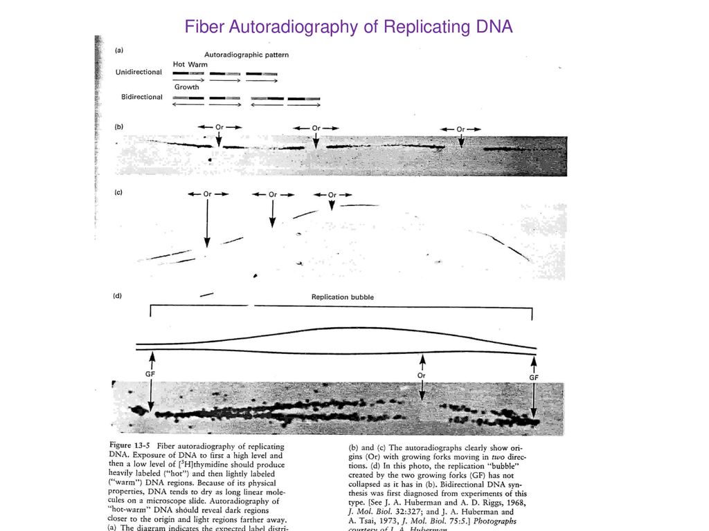 Fiber Autoradiography of Replicating DNA