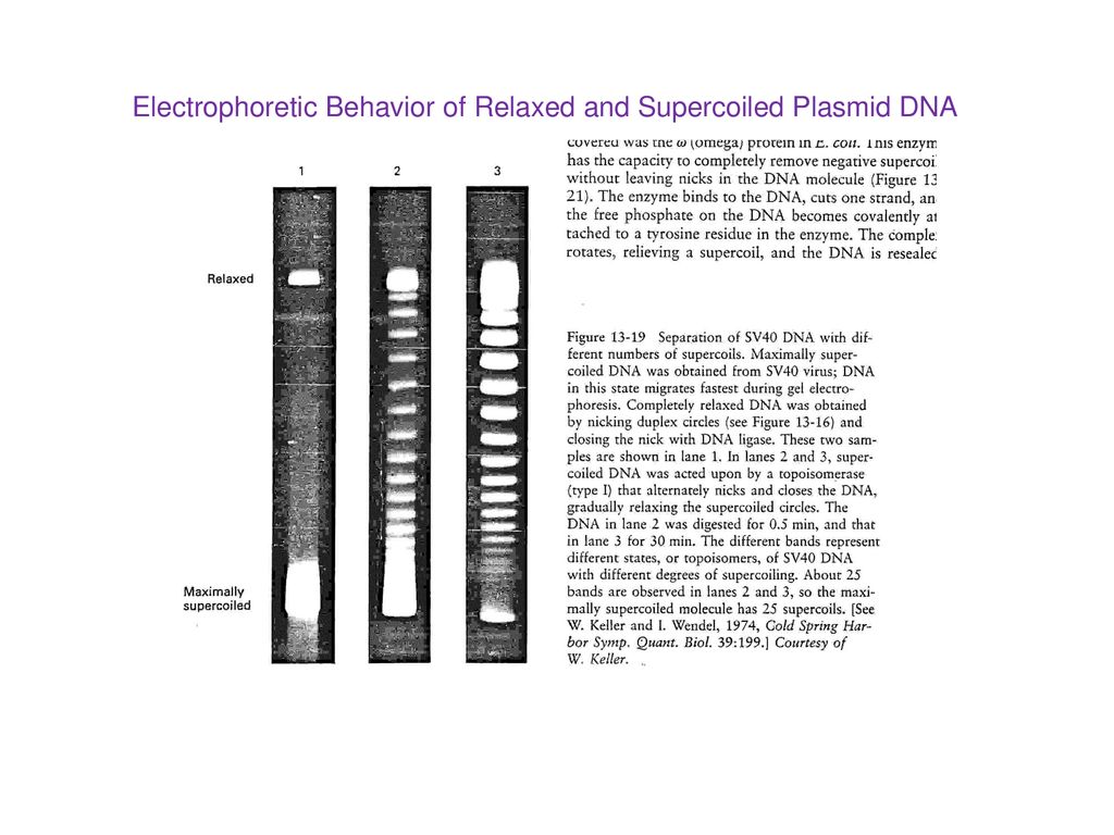 Electrophoretic Behavior of Relaxed and Supercoiled Plasmid DNA