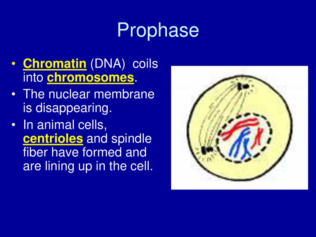 Cell Reproduction—Mitosis Biology Diagrams