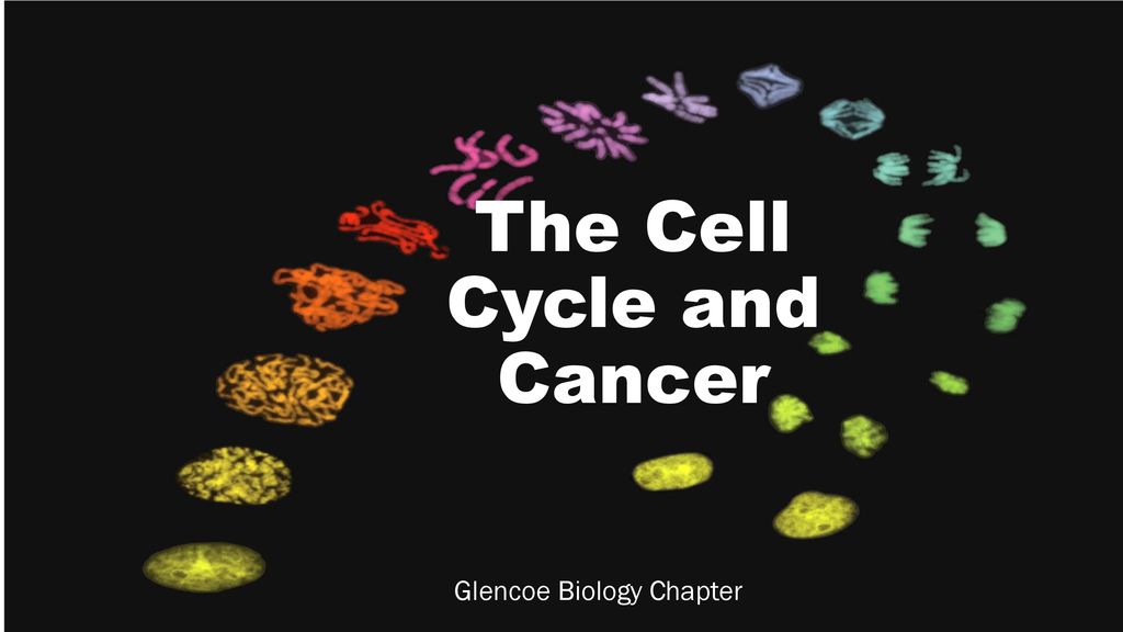 The Cell Cycle and Cancer Biology Diagrams