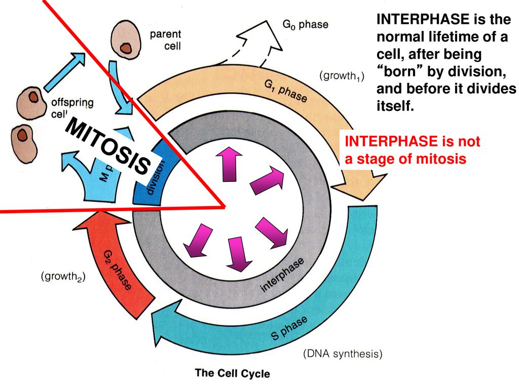 The Cell Cycle the jazzy version Biology Diagrams