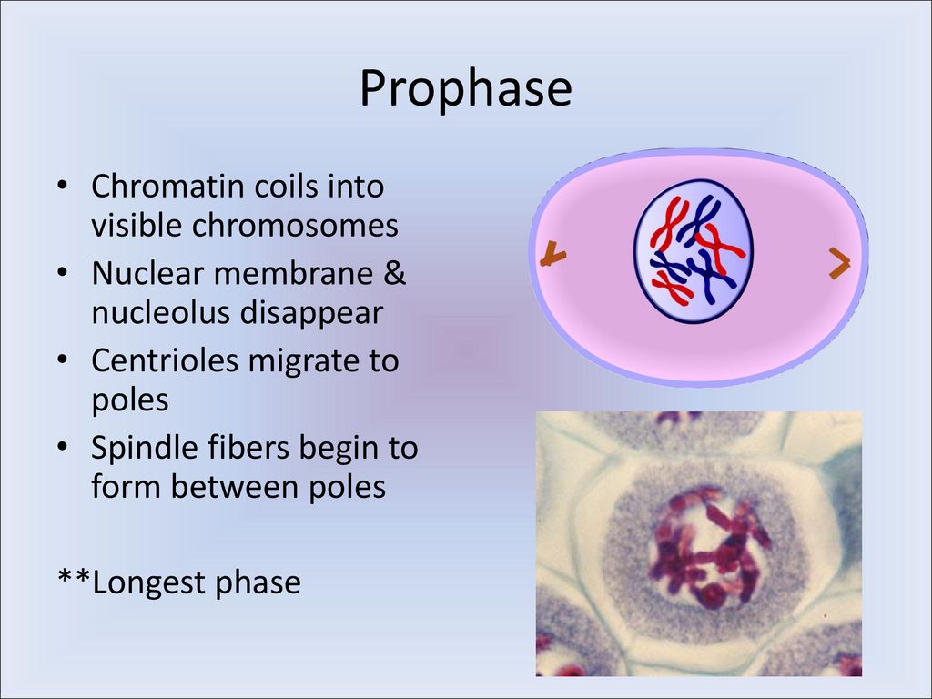 Mitosis Section ppt download Biology Diagrams