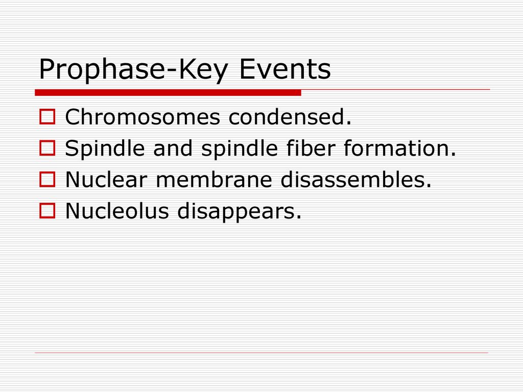 Mitosis Cell Replication. Biology Diagrams