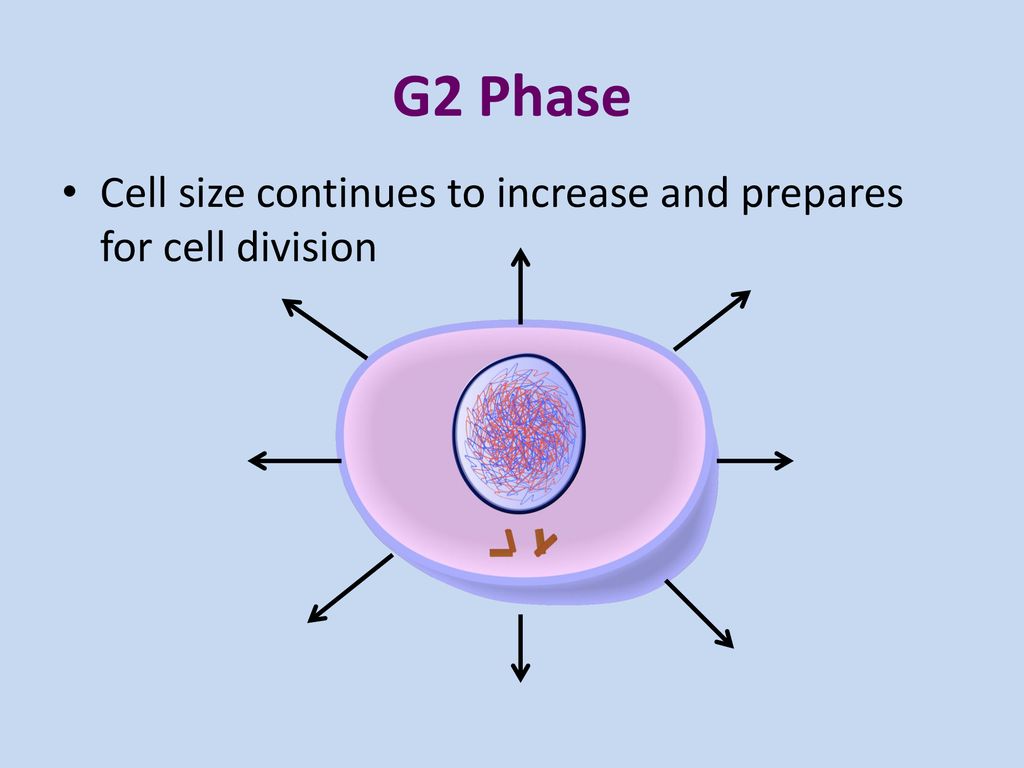 Mitosis H Biology. Biology Diagrams