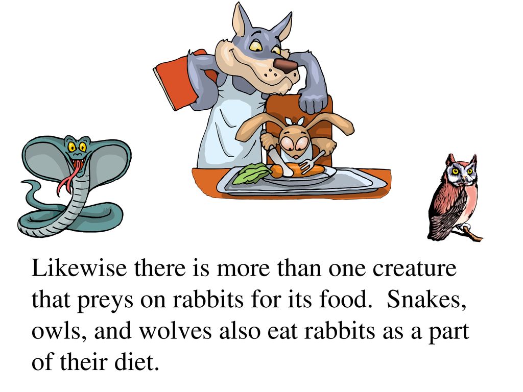 Producer Life Cycle Part I – Food Chains and Webs Decomposer Consumer
