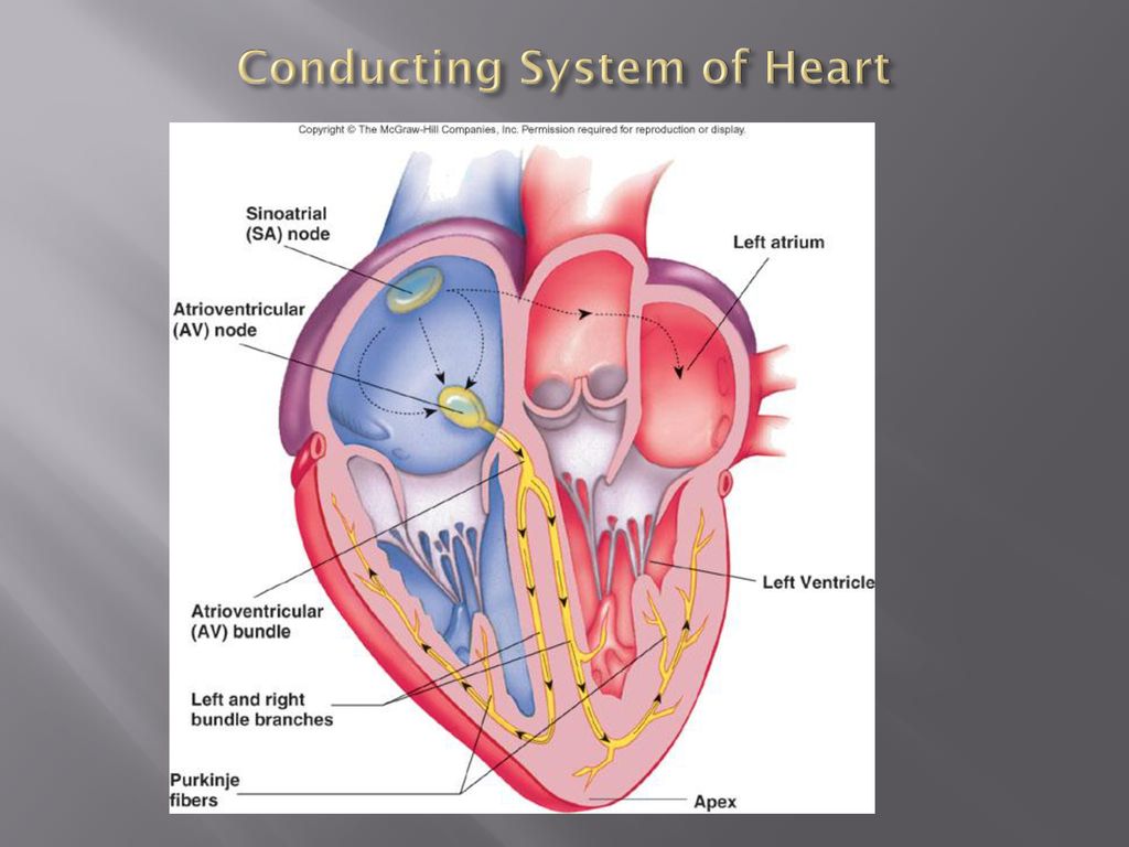 Conduction System of the Heart - ppt download