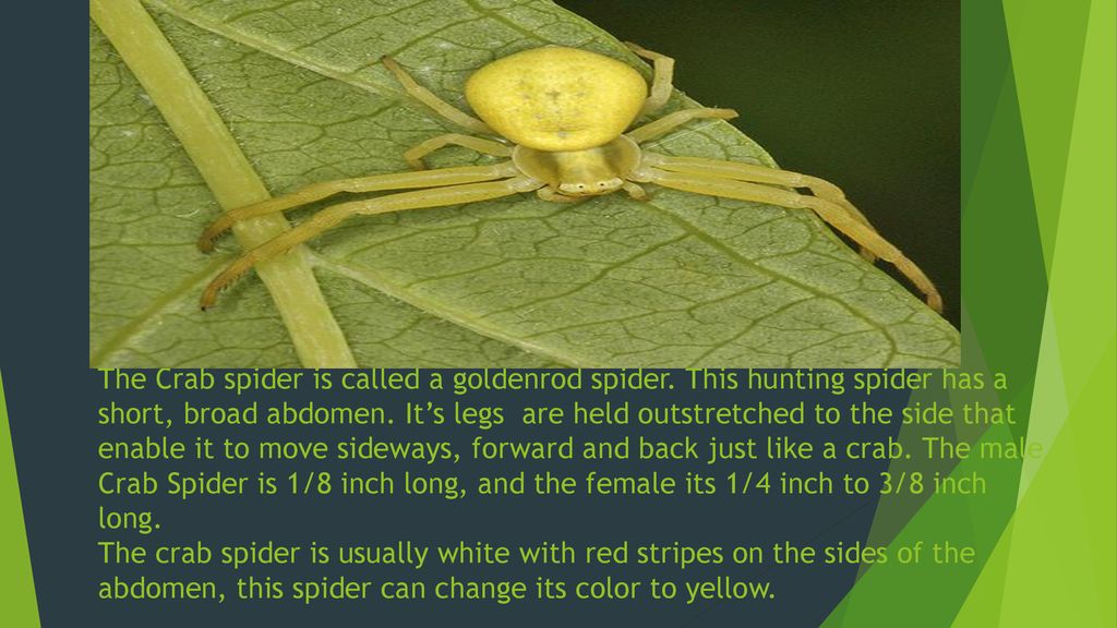 Crab spider By: Brody. - ppt download