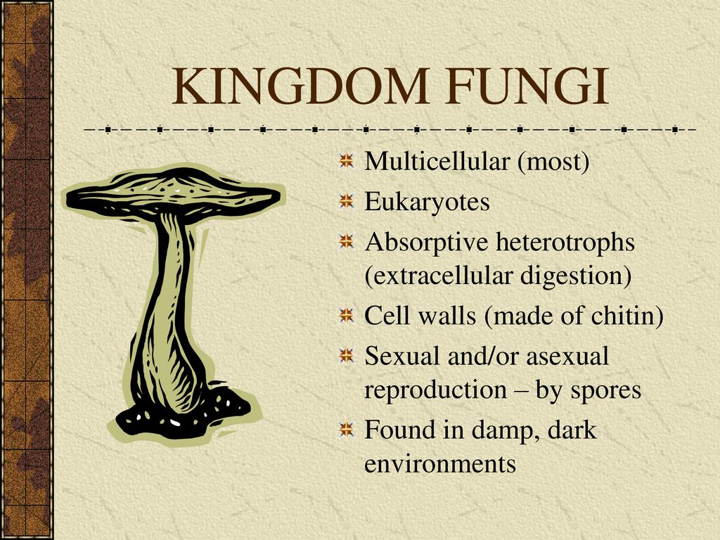 KINGDOMS OF LIFE Taxonomy. - ppt download