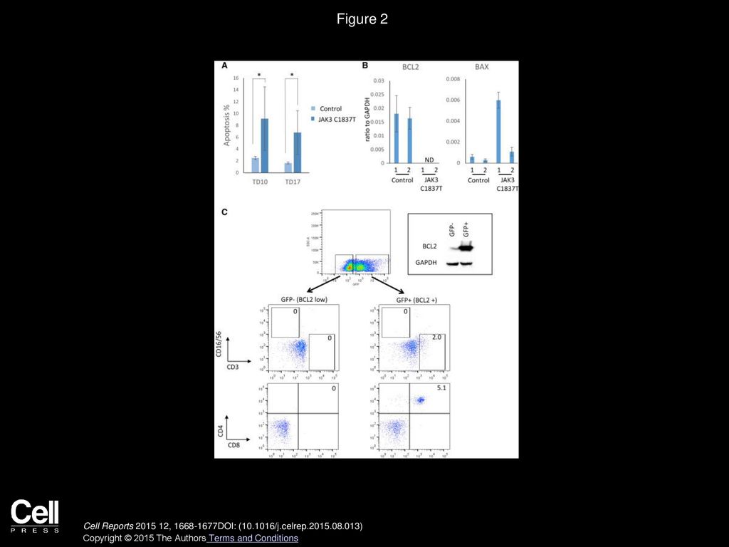 Figure 2 BCL2 Partially Rescues T Cell Developmental Defects in JAK3-Deficient, In-Vitro-Derived Cells.
