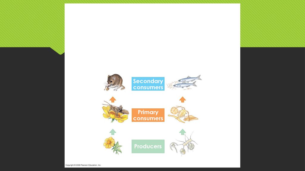 Trophic Structure. Biology Diagrams