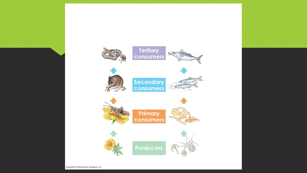 Trophic Structure. Biology Diagrams
