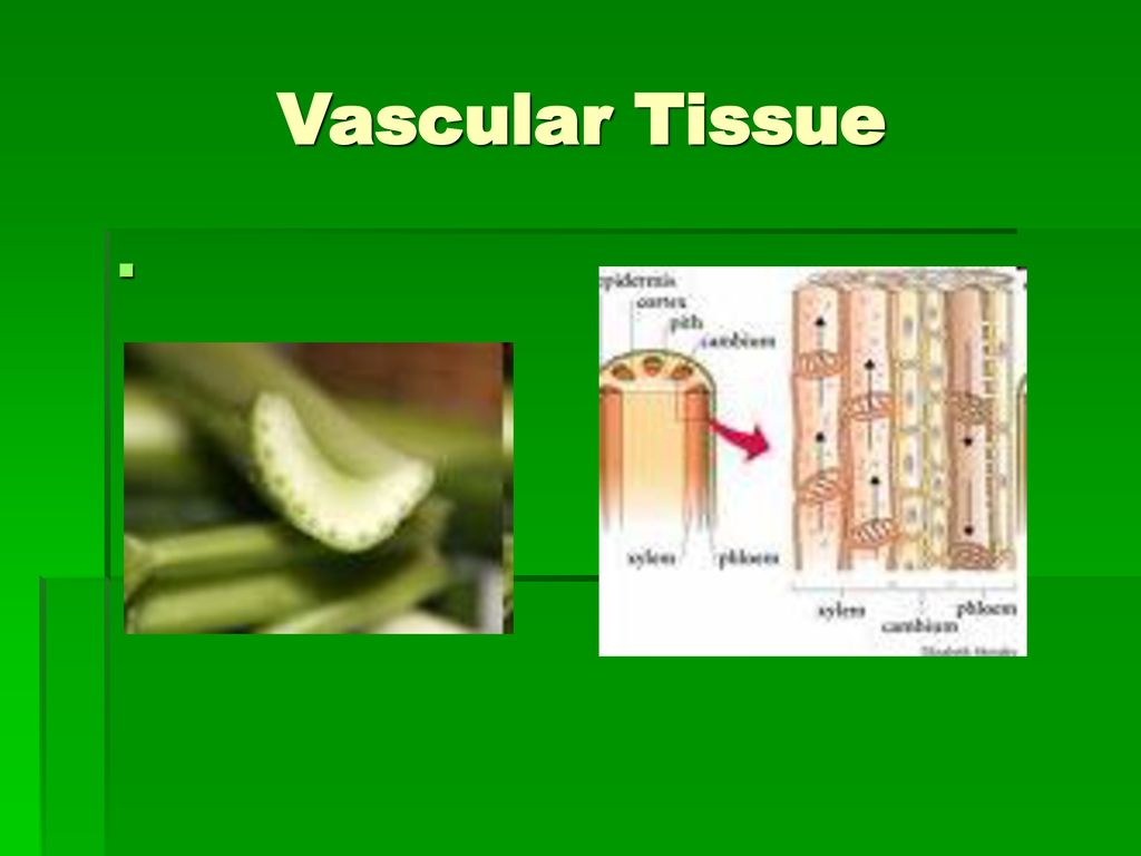 Plants ppt download Plants ppt download