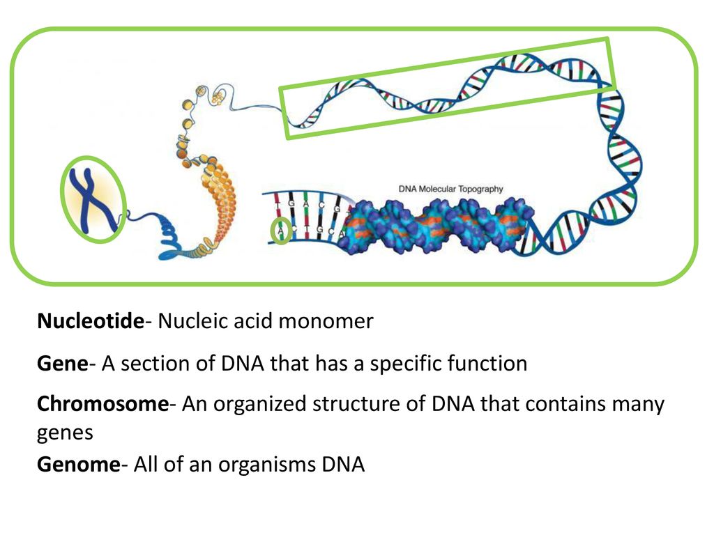 DNA and RNA Structure and Function - ppt download