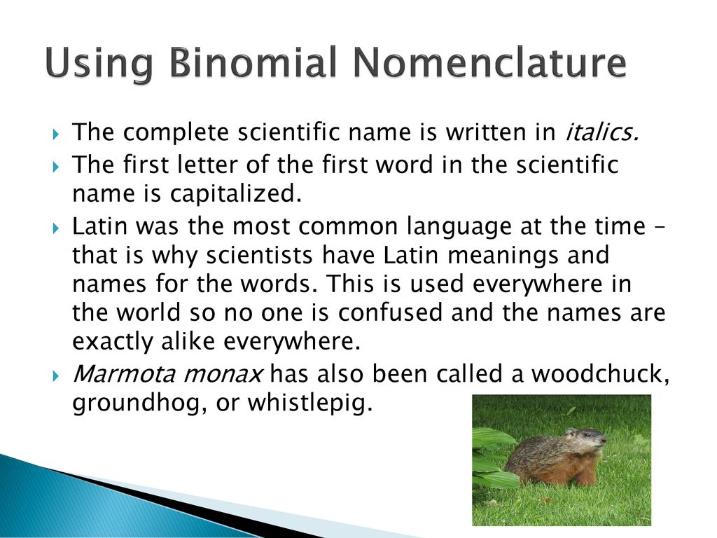 Classifying Organisms - ppt download