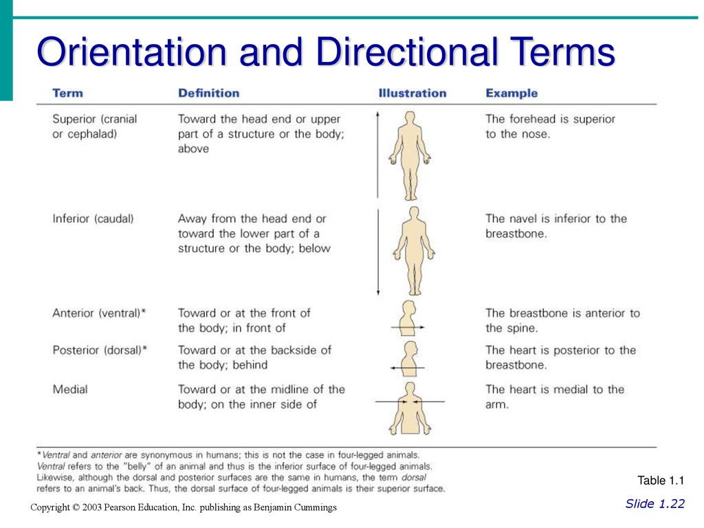 Chapter 1 The Human Body: An Orientation - ppt download