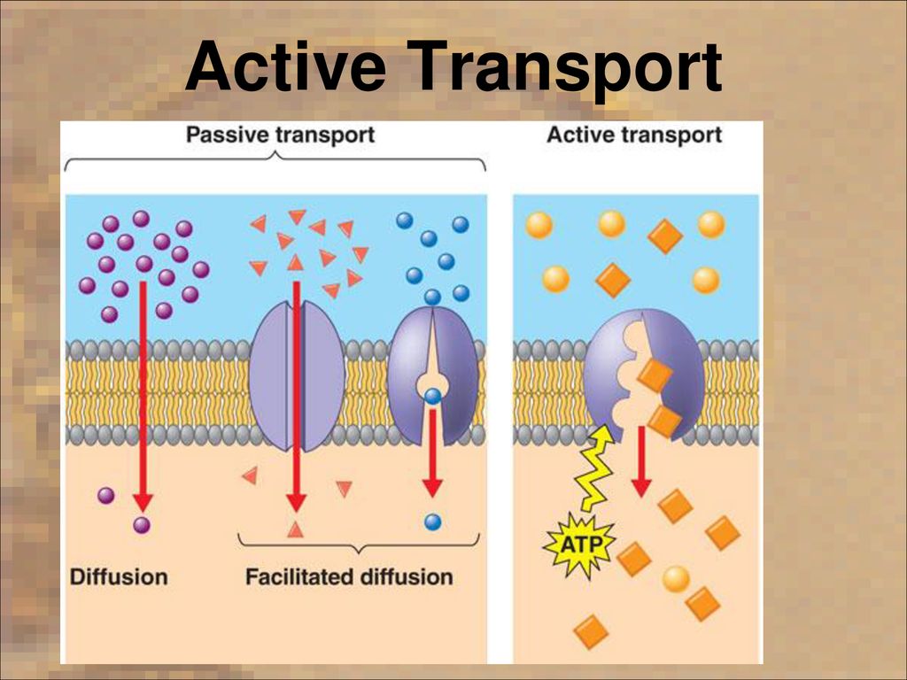 Клеточного транспорта активный транспорт