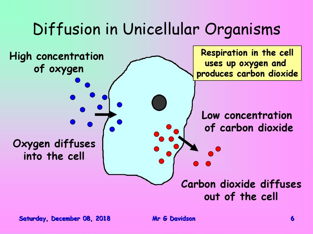 Living cells diffusion and osmosis mr g davidson ppt download