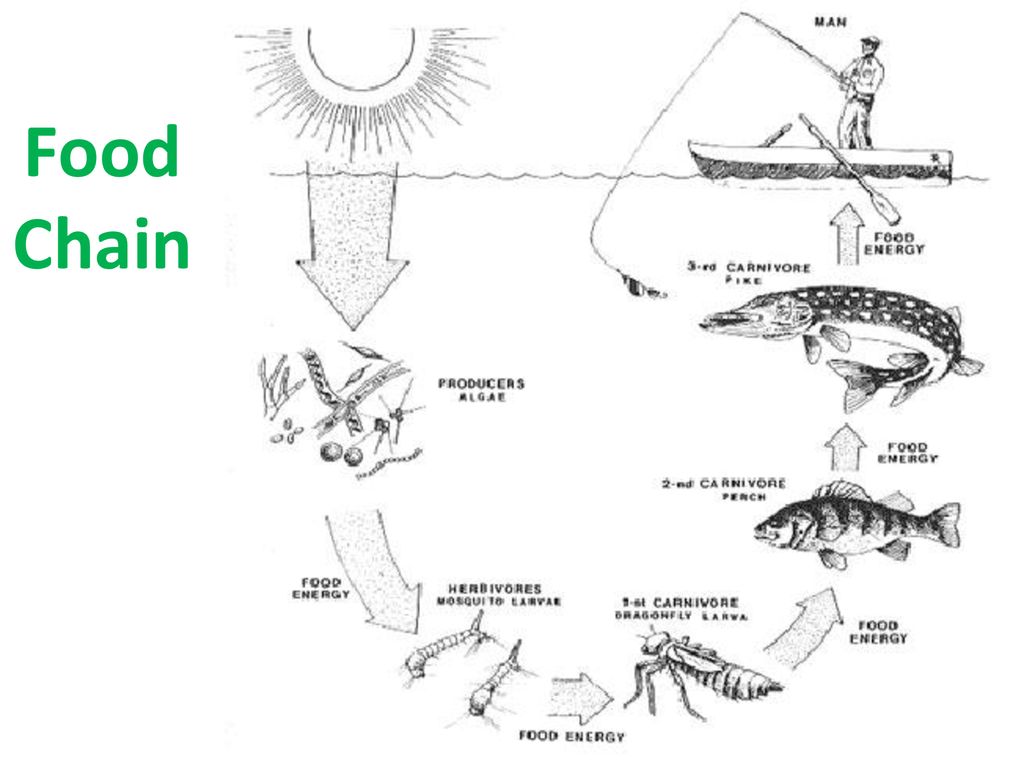 Составить пищевую цепь озера. Пищевая цепь озера схема. Модель цепи питания пресноводного сообщества. Схема цепи питания пресноводного водоема. Цепь питания водоросли рыба.