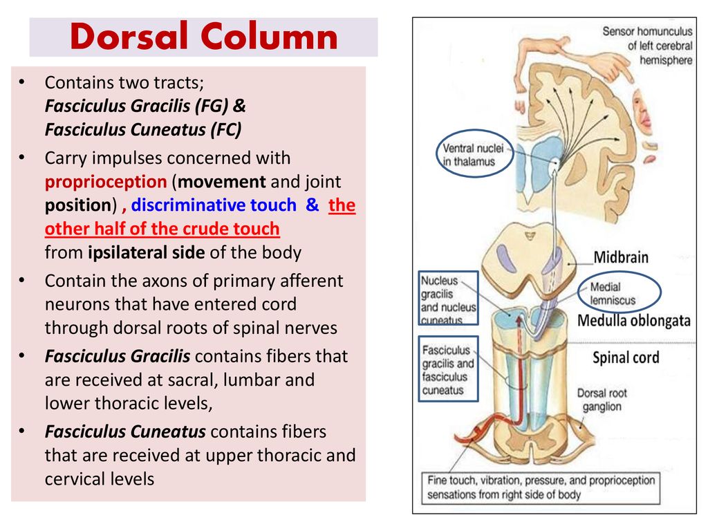 Sensory ascending spinal tracts ppt download