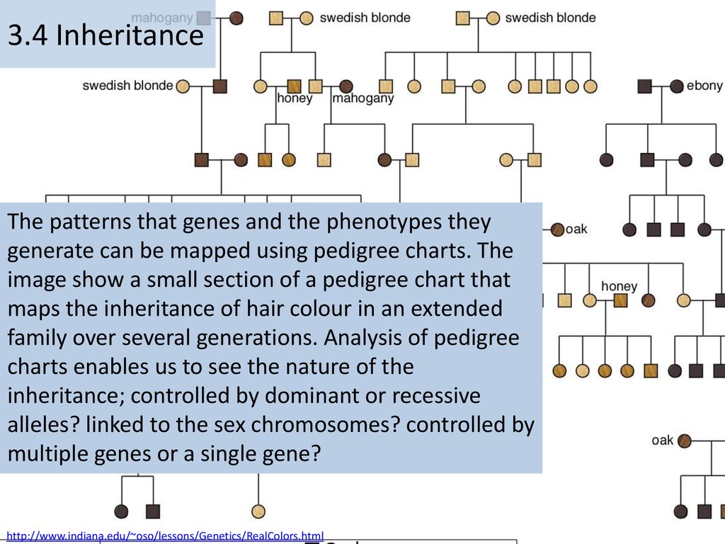 3 4 Inheritance The Patterns That Genes And The Phenotypes They