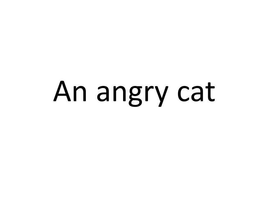 An angry cat