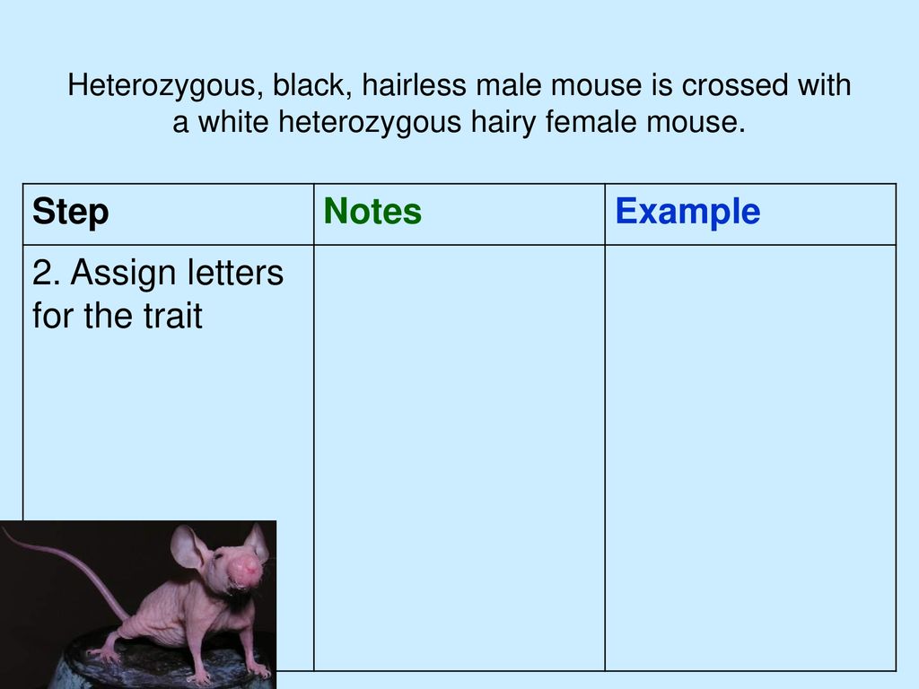 Dihybrid Cross Notes Have Your Monohybrid Notes Out Ppt Download
