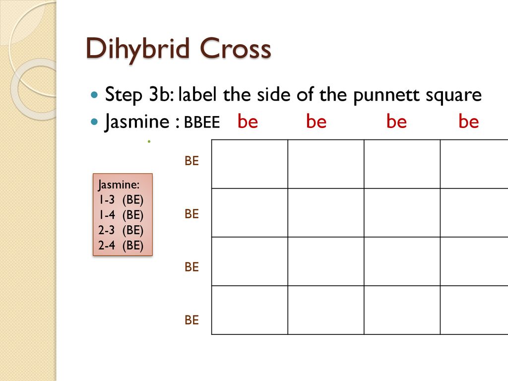 dihybrid cross punnett square worksheet