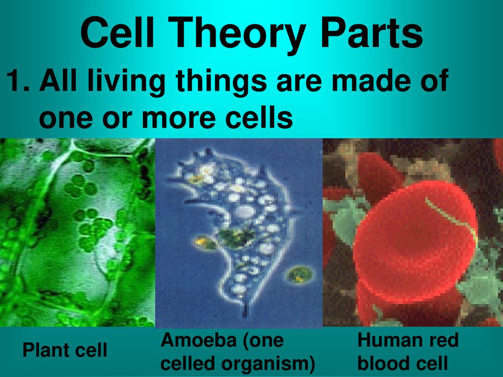 Cell theory created to justify whether or not something is to be