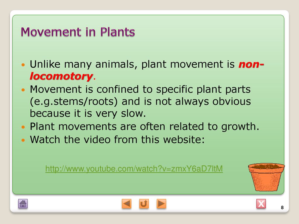 MOVEMENT IN PLANTS AND ANIMALS - ppt download