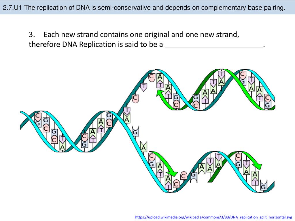 Удваивается молекула днк. Репликация ДНК. Репликация молекулы ДНК. Схема репликации ДНК. Репликация биология схема.