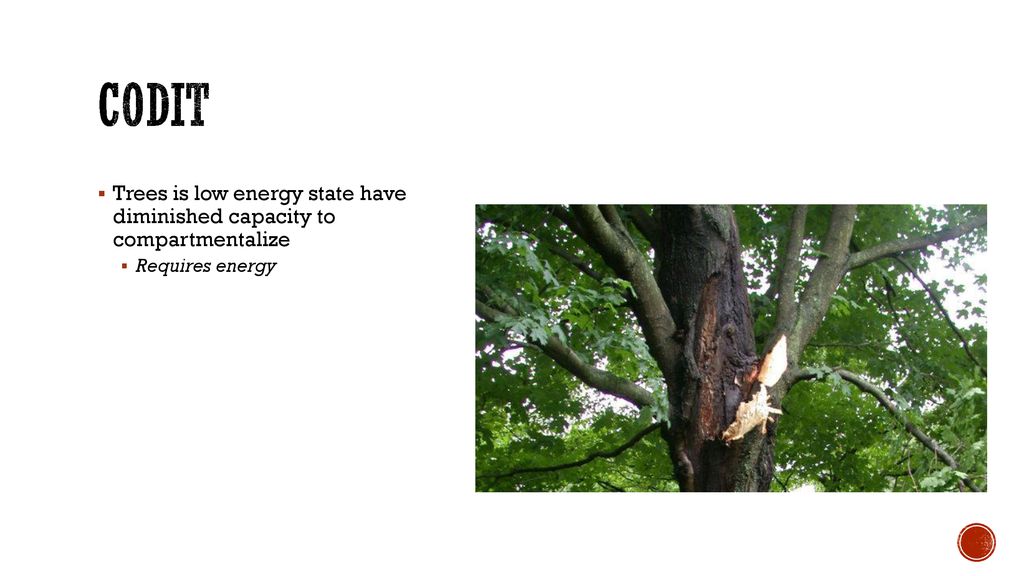 Compartmentalization Of Decay In Trees - Ppt Download